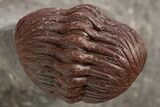 Enrolled Red Austerops Trilobite - Hmar Laghdad, Morocco #329735-1
